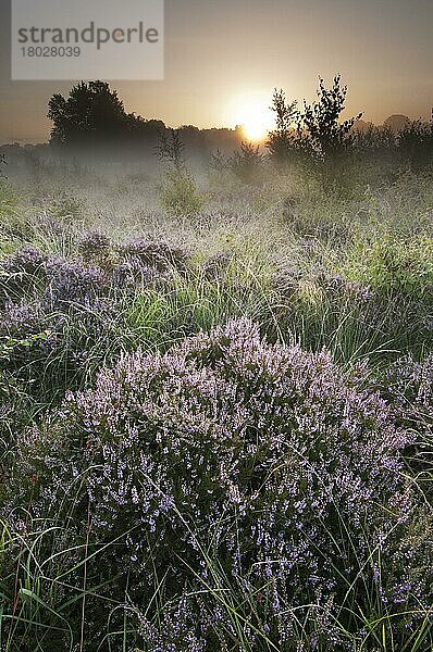 Heidekraut (Calluna vulgaris) blüht  wächst bei Sonnenaufgang auf nebligem Tieflandheideland  Hothfield-Heide  Hothfield  Kent  England  August