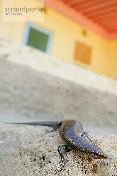 Sokotra-Skink (Trachylepis socotrana) erwachsen  an Hauswand ruhend  Sokotra  Jemen  Dezember  Asien