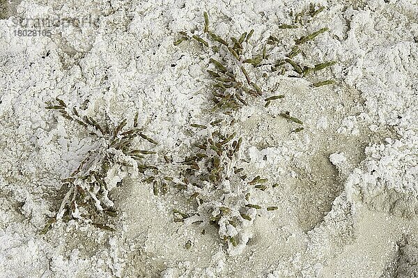 Mehrjähriges  salzverkrustetes Glaskraut (Sarcocornia perennis)  das auf einer Salzpfanne wächst  Provinz Santa Cruz  Patagonien  Argentinien  Dezember  Südamerika