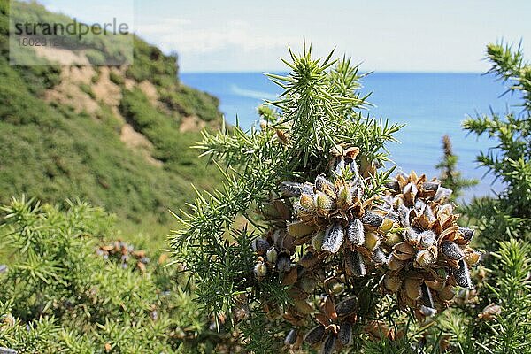 Gemeiner Ginster (Ulex europaeus) Nahaufnahme von Samenkapseln  die in der Schlucht einer abgesenkten Meeresklippe wachsen  Whitecliff Bay  Isle of Wight  England  Juni