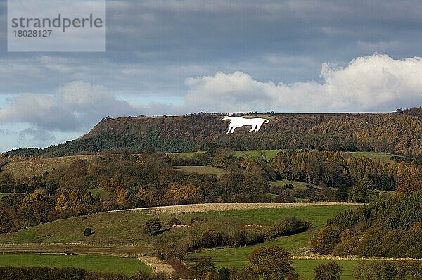 Kilburn White Horse Hügelfigur am Hang  in der Nähe von Kilburn  Vale of York  North Yorkshire  England  November