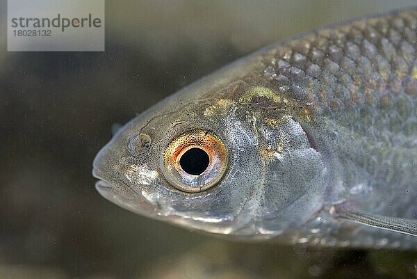 Rotauge  Plötze  Rotaugen (Rutilus rutilus)  Plötzen  Tiere  Andere Tiere  Fische  Karpfenartige  Roach adult  close-up of head  in tank  Nottingham  Nottinghamshire  England  February