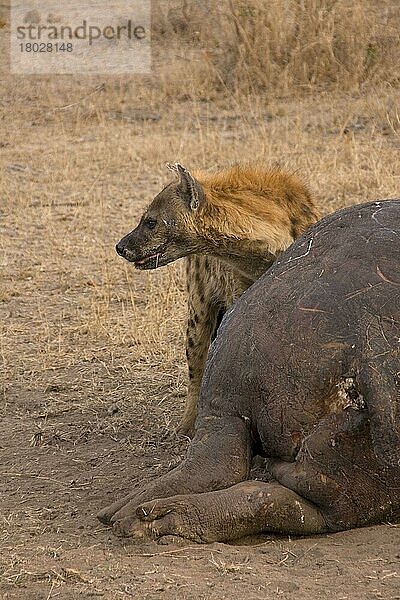 Tüpfelhyäne  Tüpfelhyänen  Hyäne  Hyänen  Hundeartige  Raubtiere  Säugetiere  Tiere  Spotted Hyaena with dead Hippo