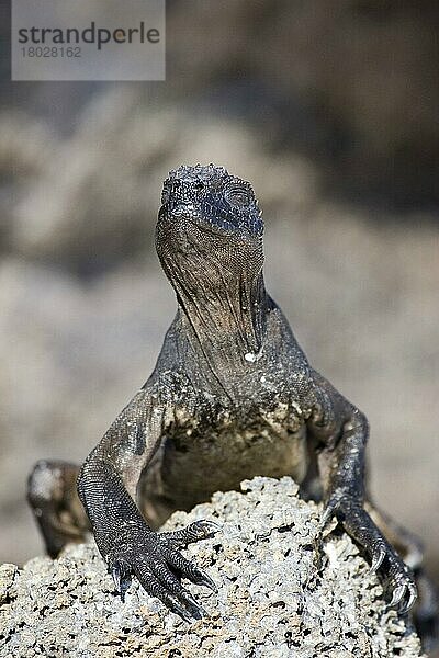 Galapagosmeerechse  Galapagosmeerechsen (Amblyrhynchus cristatus)  Andere Tiere  Leguane  Reptilien  Tiere  Marine Iguana nanus  Genovesa island  Galapagos  reptile  Darwin  ectothermic