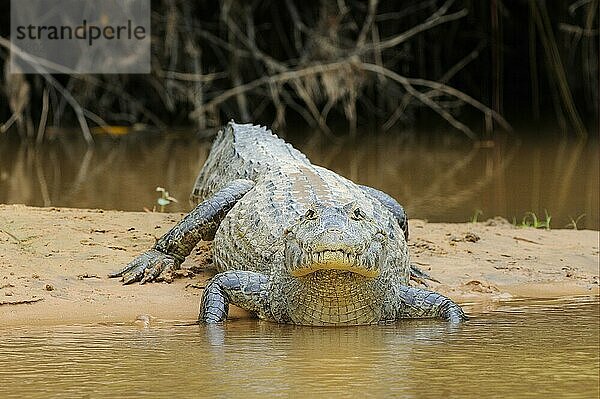 Paraguayischer Kaiman (Caiman yacare)  erwachsen  ruht auf einer Sandbank am Rande des Wassers  Pantanal  Mato Grosso  Brasilien  Südamerika