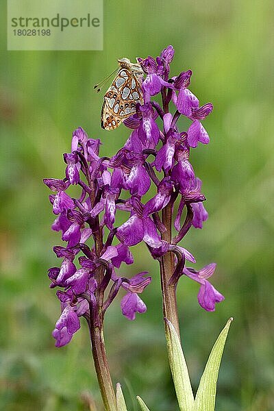 Erwachsener Scheckenfalter (Issoria lathonia)  Königin von Spanien  Rast auf dem Blütenstachel der Orchidee (Orchis morio)  Sizilien  Italien  April  Europa