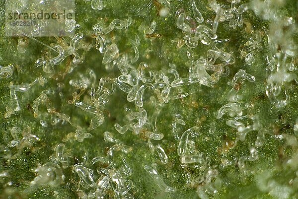 Kolonie von Gallmilben  Aceria pseudoplatani  auf der Unterseite eines Platanenblattes
