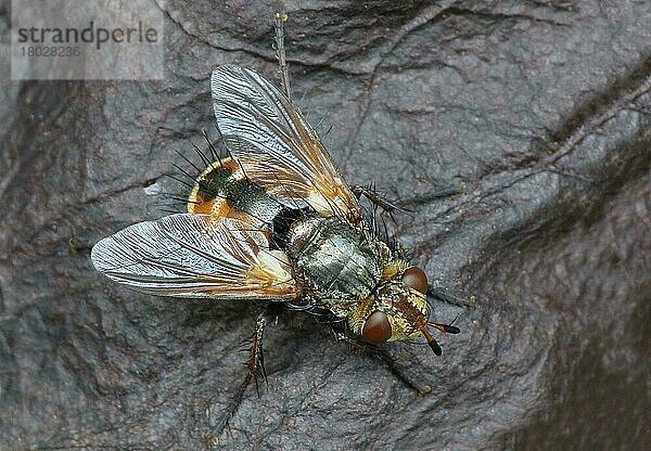 Tachinidische Fliege (Tachina fera)  erwachsen  ruht auf verrottender Vegetation  Cannobina-Tal  Piemont  Norditalien  Juli