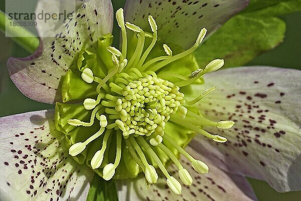 Kultivierter Helleborus (Helleborus hybridus) Nahaufnahme der Blüte  im Garten  Warwickshire  England  Frühling