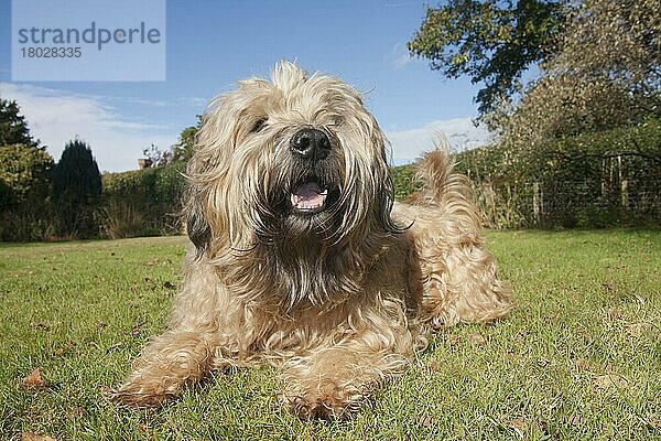 Haushund  Weizen-Terrier mit weichem Fell  erwachsen  auf Gras im Garten liegend  schnaufend  England  Oktober