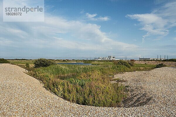 Blick auf das Habitat der Schindelvorsprünge mit Tümpel  Atomkraftwerk in der Ferne  Dungeness RSPB Reserve  Kent  England  Großbritannien  Europa