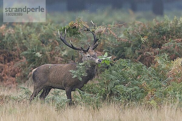 Rothirsch (Cervus elaphus)  Hirsch  mit Geweih auf Farn schlagend  während der Brunftzeit  Richmond Park  London  England  Oktober