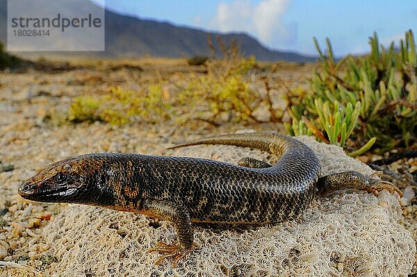 Abd al Kuri Skink (Trachylepis cristinae) neu entdeckte Art  2010 beschrieben  erwachsen  auf fossilem Madrepore Korallengestein im Wüstenhabitat  Abd al Kuri Insel  Sokotra Archipel  Jemen  April  Asien