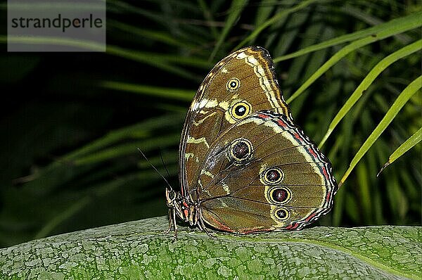 Blauer Morpho  Blauer Morphofalter (Morpho peleides)  Himmelsfalter  Blaue Morphos  Blaue Morphofalter  Andere Tiere  Insekten  Schmetterlinge  Tiere  Blue Morpho adult  resting on leaf