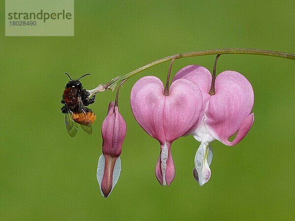 Tawny Mining Bee (Andrena fulva)  erwachsen  ruht auf einem Stengel der Bleeding Heart mit Blüten (Dicentra spectabilis) im Garten  Leicestershire  England  April