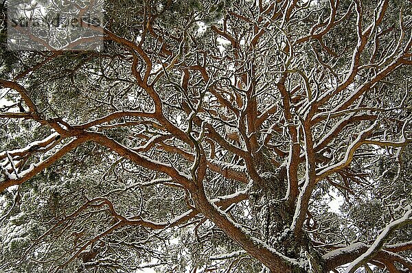Schottische Kiefer (Pinus sylvestris) reif  Äste schneebedeckt  Cairngorms N. P. Highlands  Schottland  Februar