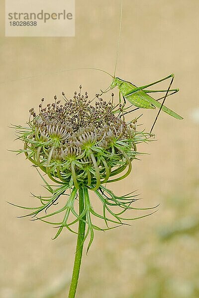 Erwachsene Große Grüne Strauchschrecke (Tettigonia viridissima)  auf dem Blütenkopf der Wilden Möhre (Daucus carota) ruhend  Italien  Juli  Europa