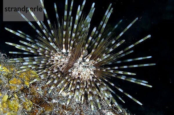 Doppelstachliger Urchin (Echinothrix calamaris) adult  Seraya  Bali  Kleine Sunda-Inseln  Indonesien  Dezember  Asien