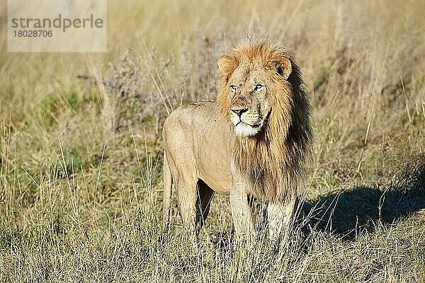 Porträt eines afrikanischen Löwen in der Savanne (Panthera leo) Okavango-Delta  Moremi-Wildreservat  Botswana  Afrika