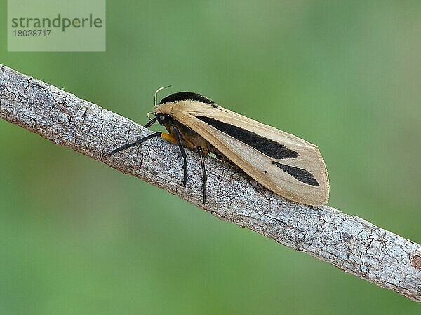 Haarraupenwickler (Creatonotos gangis) erwachsenes Weibchen  am Stock ruhend  Westaustralien  Australien  Ozeanien