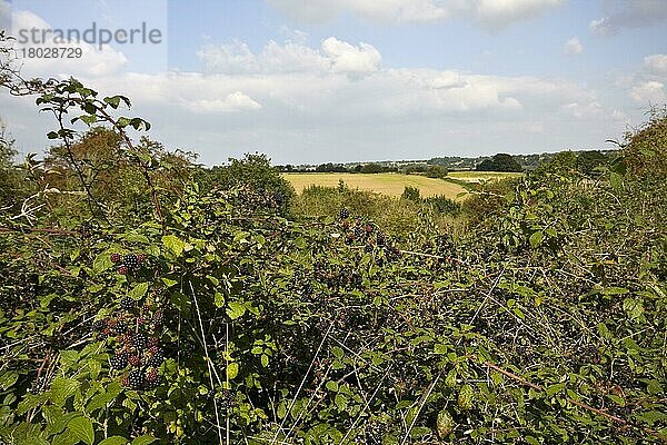 Brombeeren die Frucht der Brombeere- Essex-Landschaft