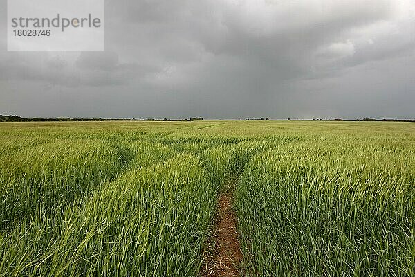Gerste (Hordeum vulgare) Ernte  Reifefeld und Sturmwolken  Hemswell  Lincolnshire  England  Juni
