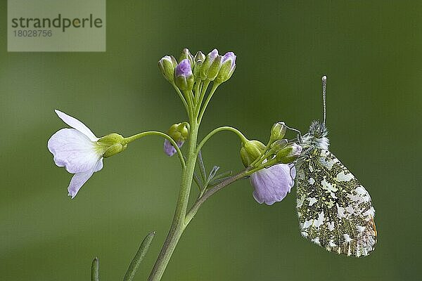 Orangenspitz-Schmetterling (Anthocharis cardamines)  erwachsenes Männchen  ruhend auf dem Frauenschlund (Cardamine pratensis)  Berwickshire  Schottland  Frühling