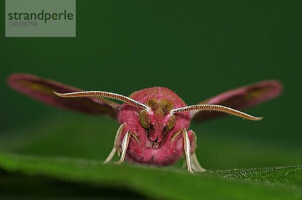 Kleiner Weinschwärmer (Deilephila porcellus)  Kleine Weinschwärmer  Schwärmer  Insekten  Motten  Schmetterlinge  Tiere  Andere Tiere  Small Elephant Hawkmoth adult  resting on Oxfordsh