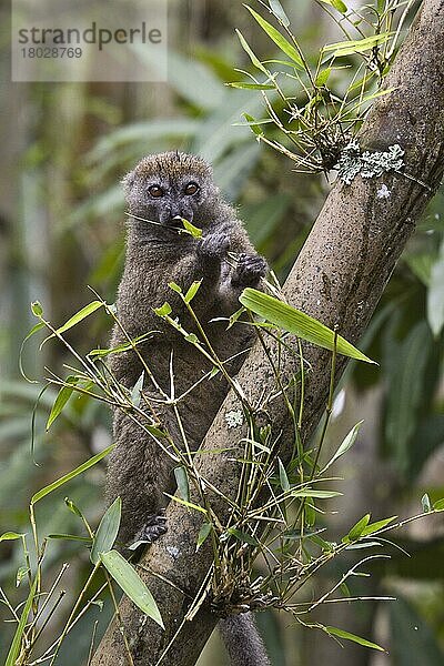 Östlicher Bambuslemur  Östliche Bambuslemuren (Hapalemur griseus)  Affen  Halbaffen  Primaten  Säugetiere  Tiere  Eastern Grey or lesser Bamboo Lemur