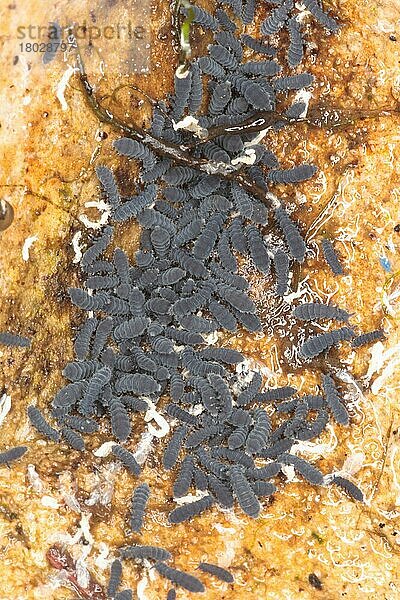 Rockpool Springtail (Anurida maritima) -Gruppe  Schutz unter Felsbrocken  Dale  Pembrokshire  Wales  Mai