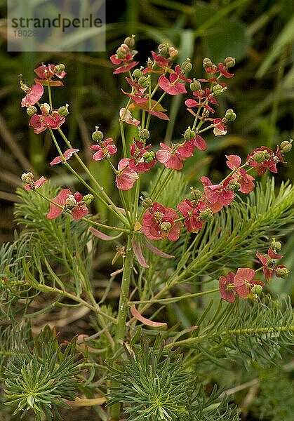 Zypressen-Wolfsmilch (Euphorbia cyparissias)  Wolfsmilchgewächse  Zypressen-Wolfsmilch-Hüllblätter und Früchte  Rumänien  Europa