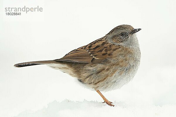 Dunnock (Prunella modularis) Erwachsener  stehend auf schneebedecktem Boden  Norfolk  England  Januar