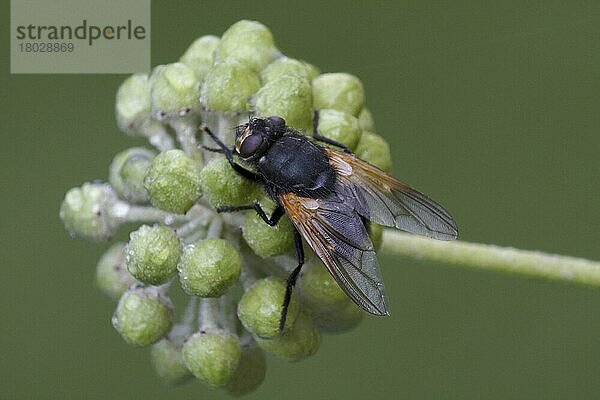 Mittagsfliege (Mesembrina meridiana) erwachsen  auf Efeu (Hedera helix) Blütenknospen ruhend  Leicestershire  England  Oktober