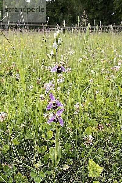 Bienenragwurz (Ophrys apifera)  Orchideen  Bee Orchids flowering in field paddock.