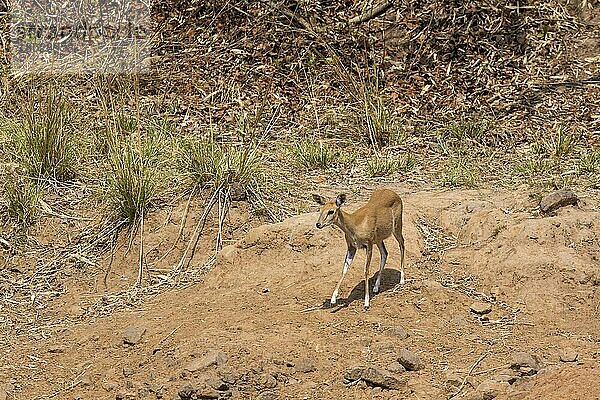 Vierhornantilope (Tetracerus quadricornis)  Vierhornantilopen  Antilopen  Huftiere  Paarhufer  Säugetiere  Tiere  Four-horned antelope  adult female  Tadoba National Park  Maharashtra  India