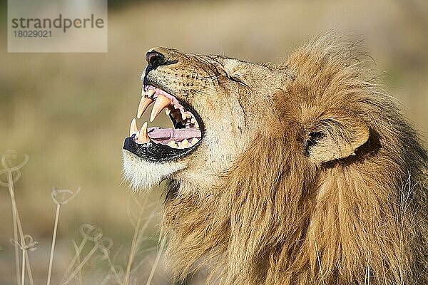 Afrikanisches Löwenmännchen (Panthera leo)  das zeigt  wie Fledermäuse auf das Einatmen des Geruchs von Weibchen in der Nähe reagieren  Okavango-Delta. Moremi-Wildreservat  Botswana  Afrika