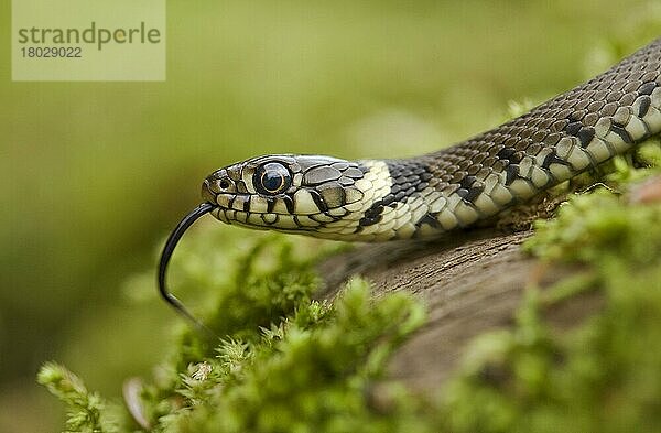Grasschlange (Natrix natrix) juvenil  Nahaufnahme des Kopfes  Schnipsen der Zunge  sich auf einem moosbedeckten Baumstamm im offenen Wald sonnen  Kent  England  September