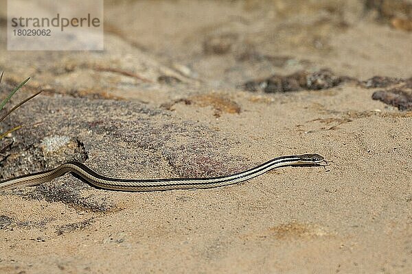 Andere Tiere  Reptilien  Schlangen  Tiere  Madagascan Whipsnake (Liopholidophis thieli) adult  on sand  Isalo N. P. Ihorombe Region  Madagascar