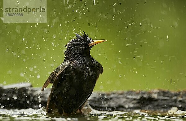 Gewöhnlicher Star (Sturnus vulgaris)  erwachsenes Weibchen  Brutgefieder  im Waldbecken badend  Ungarn  Mai  Europa