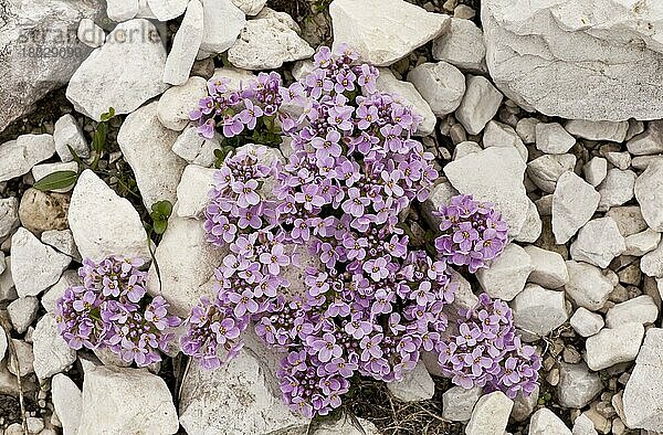 Rundblättrige Pfennigkresse (Thlaspi rotundifolium) blüht  wächst auf Dolomitschutt  Dolomiten  Italienische Alpen  Italien  Juni  Europa