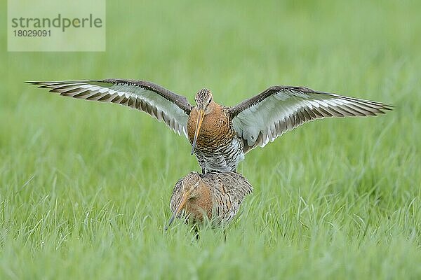 Uferschnepfe (Limosa limosa) erwachsenes Paar  Brutgefieder  Paarung  Niederlande  April  Europa