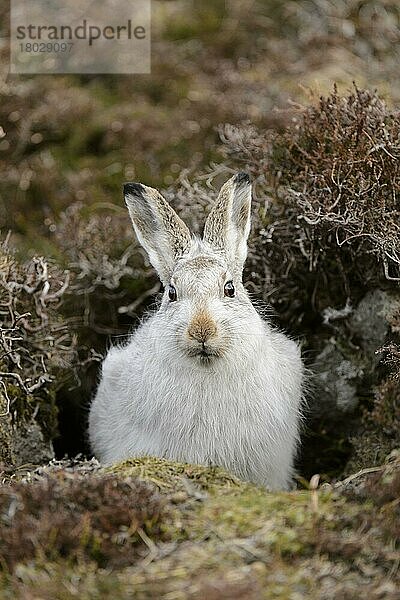 Berghase (Lepus timidus) erwachsen  im Winterfell  in Form sitzend inmitten von Heidekraut  Cairngorms N.P.  Grampian Mountains  Highlands  Schottland  Februar