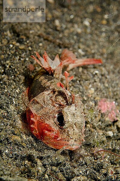 Erwachsener Weißgesicht-Waschfisch (Richardsonichthys leucogaster)  nachts auf schwarzem Sand ruhend  Lembeh-Straße  Sulawesi  Größere Sunda-Inseln  Indonesien  Oktober  Asien