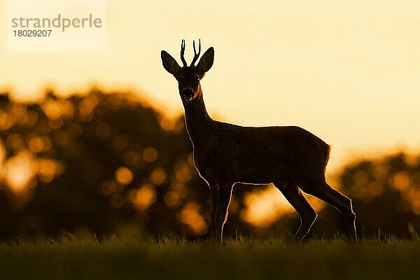 Western Roe Deer (Capreolus capreolus) Bock  im Feld stehend  Silhouette bei Sonnenuntergang  Norfolk  England  September