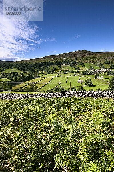 Farnkrautwedel (Pteridium aquilinum)  am Hang wachsend  Healaugh unterhalb von Calver Fell  Swaledale  Yorkshire Dales  North Yorkshire  England  Juli