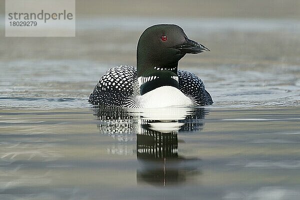 Great Northern Diver (Gavia immer) erwachsen  Brutgefieder  schwimmend  Island  Juni  Europa