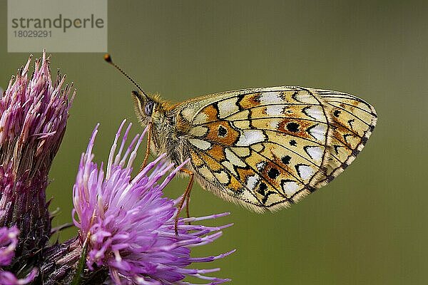 Kleiner perlenumrandeter Scheckenfalter (Boloria selene)  erwachsen  ruhend auf der Blume der Sumpfkratzdistel (Cirsium palustre)  Powys  Wales  Juli