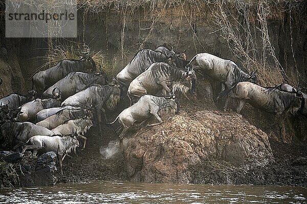 Östliche Streifengnu (Connochaetes taurinus) Herde überquert den Mara-Fluss und klettert das Steilufer hinauf. Masai Mara-Nationalreservat  Kenia  Afrika