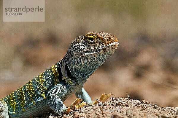 Goldkopfhalsbandleguan  Goldkopfhalsbandleguane (Crotaphytus collaris)  Andere Tiere  Leguane  Reptilien  Tiere  Yellow headed collared Lizard from Utah USA auriceps