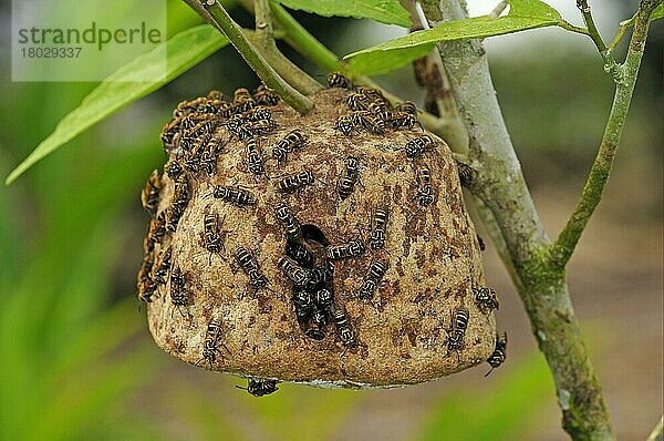 Kommunalwespe (Vespidae sp.) Erwachsene  auf Nestoberfläche laufend  Nest am Busch hängend  Yasuni N. P. Amazonas  Ecuador  Südamerika